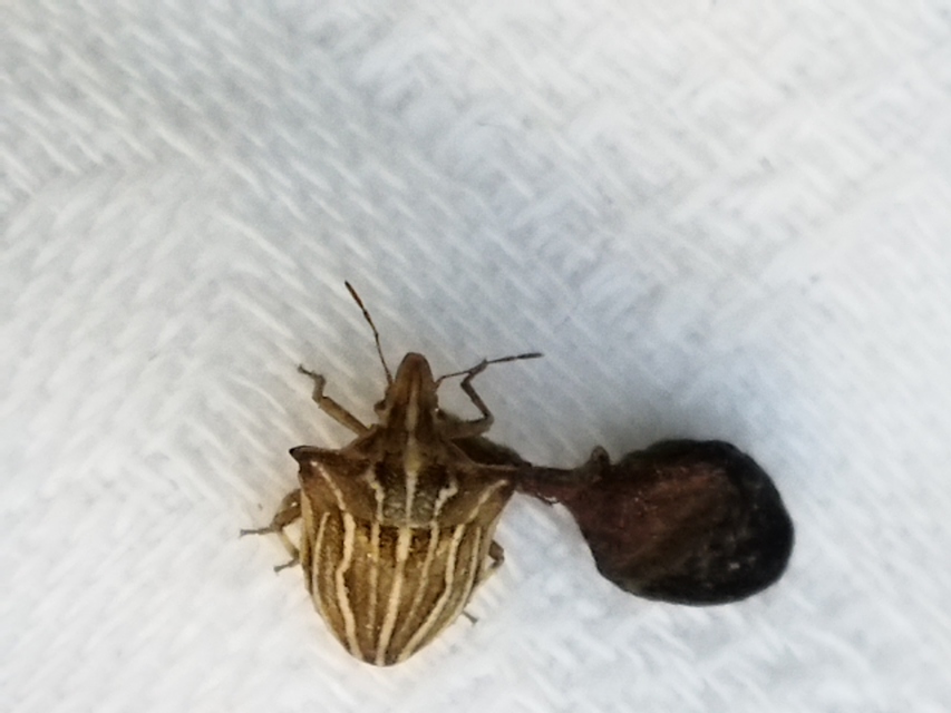 Ancyrosoma leucogrammes - vállas poloska