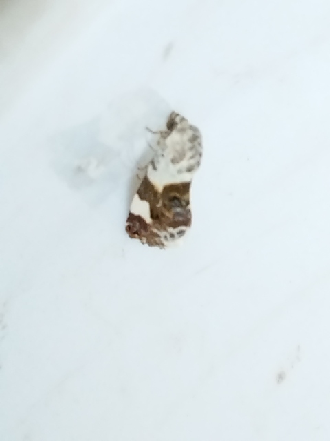 Acontia lucida - fehér nappalibagoly