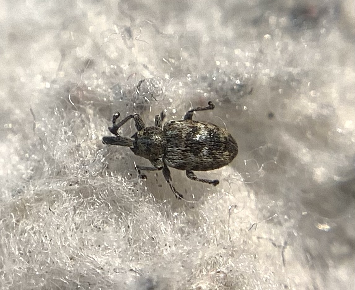 Smicronyx jungermanniae - közönséges arankaormányos