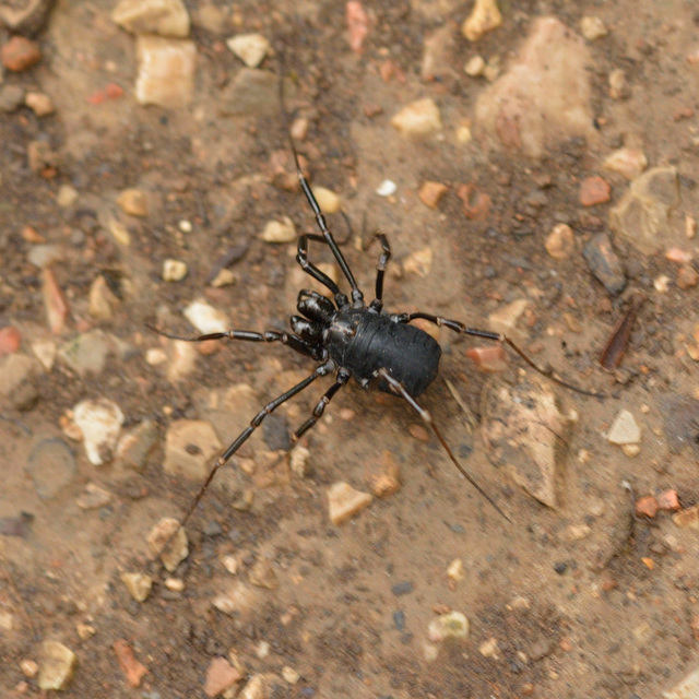 Egaenus convexus