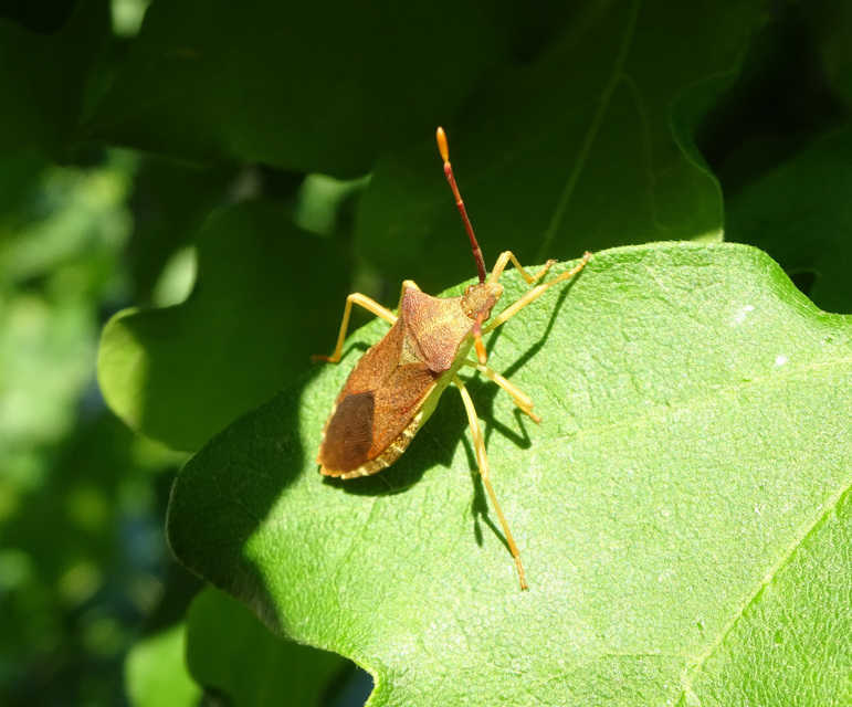 Gonocerus acuteangulatus - aranypetés karimáspoloska