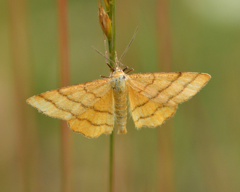 Idaea aureolaria - aranyos sávosaraszoló