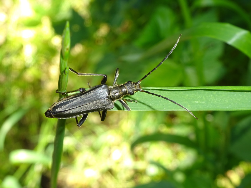 Stenocorus meridianus - fűz-gyökércincér