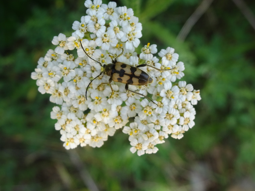 Pachytodes erraticus - rajzos virágcincér