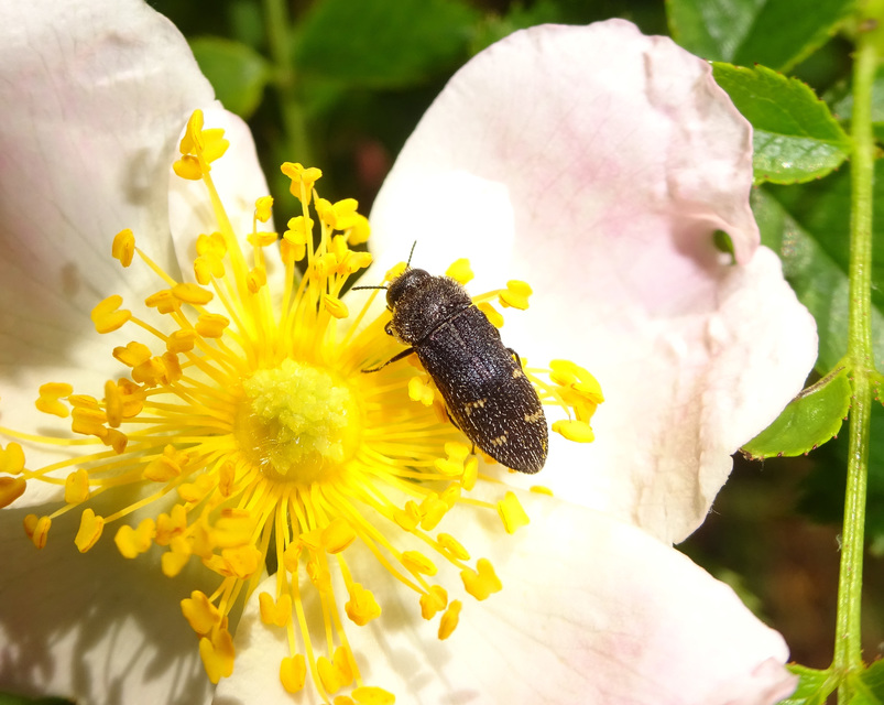 Acmaeoderella flavofasciata - sárgacsíkos zömökdíszbogár