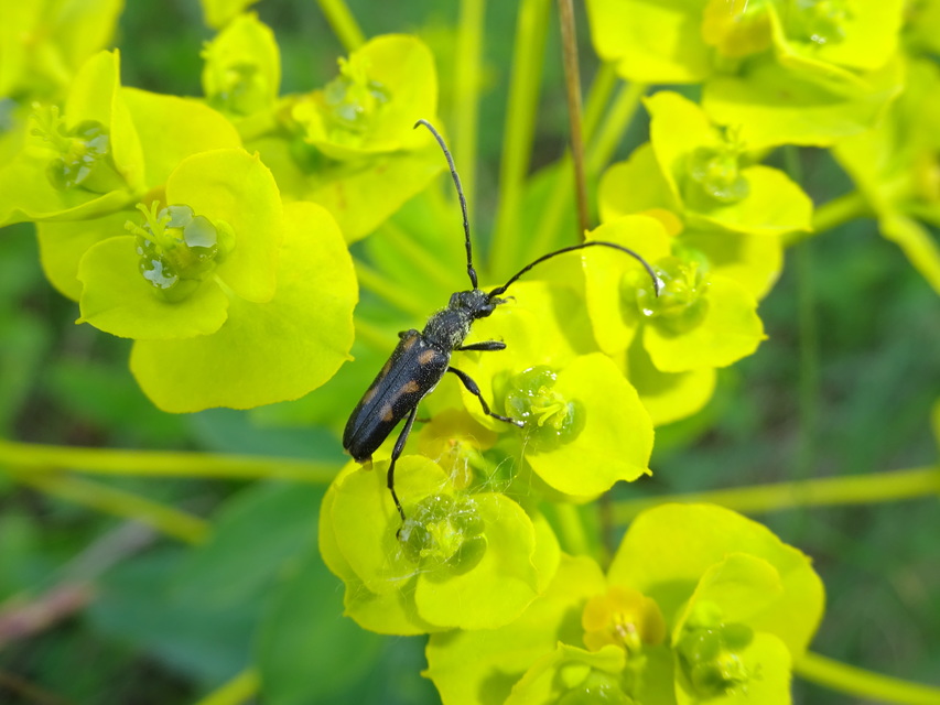 Anoplodera sexguttata - foltos virágcincér