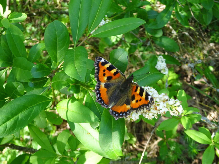 Nymphalis urticae - kis rókalepke