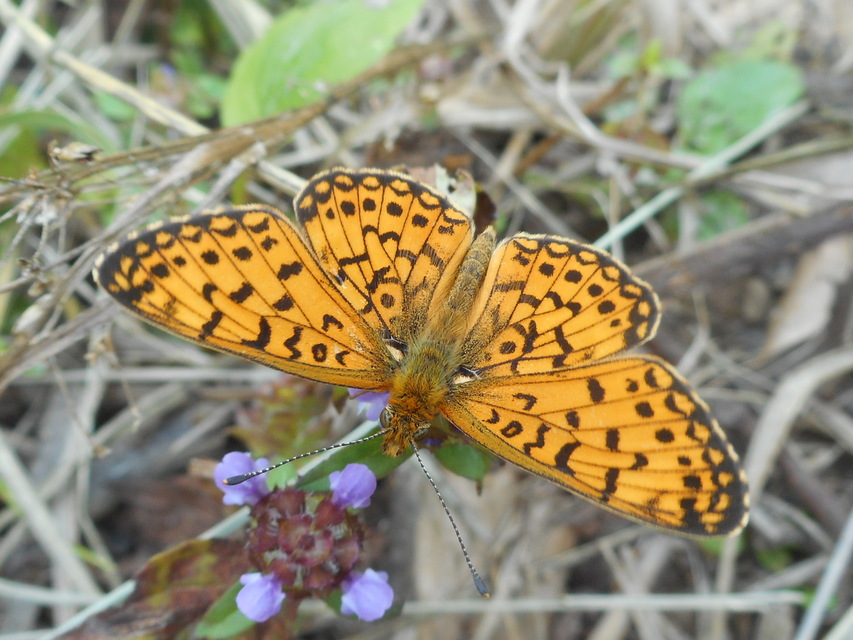 Boloria selene - fakó gyöngyházlepke