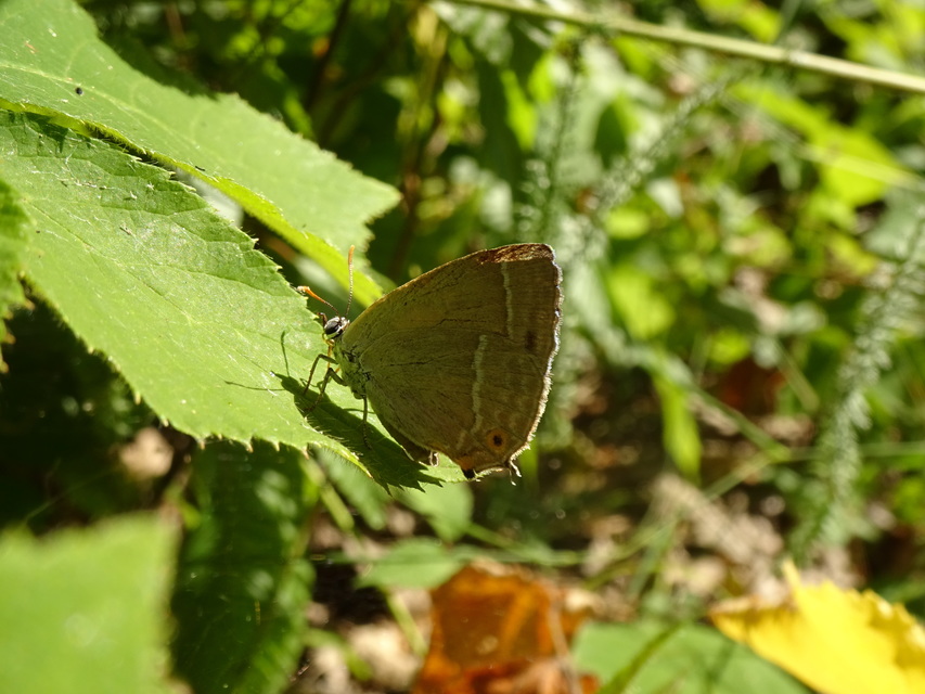 Neozephyrus quercus - tölgyfalepke