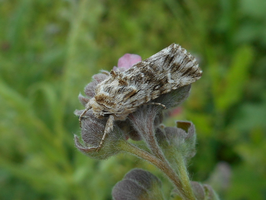 Calophasia lunula - gyújtoványfű-apróbagoly