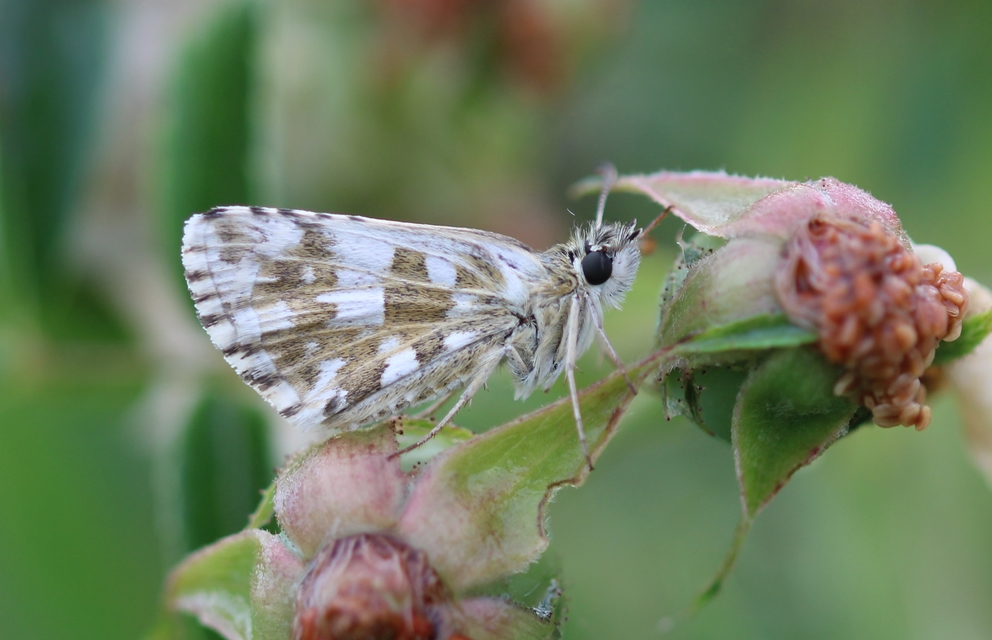 Pyrgus armoricanus - feles busalepke