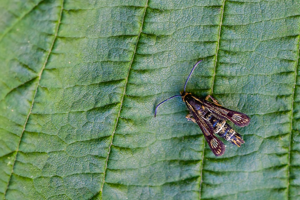 Sesiidae - szitkárfélék