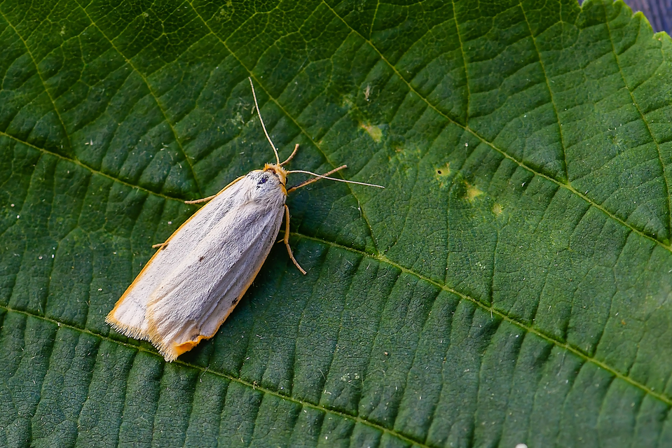 Cybosia mesomella - csontszínű molyszövő