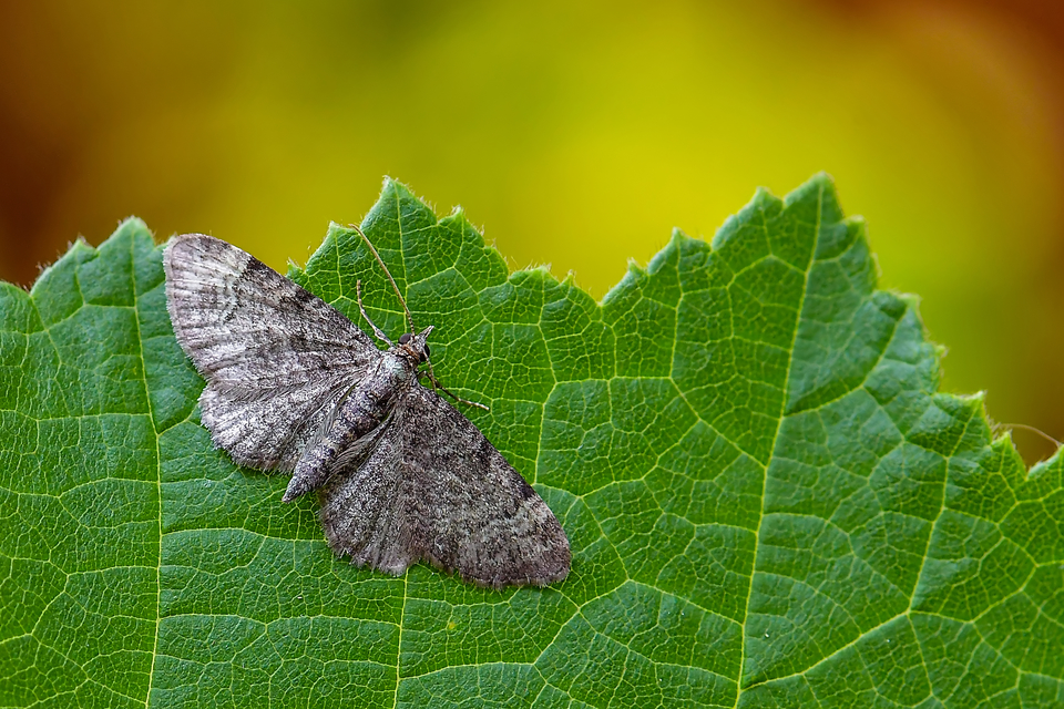 Pasiphila rectangulata - almavirág-araszoló