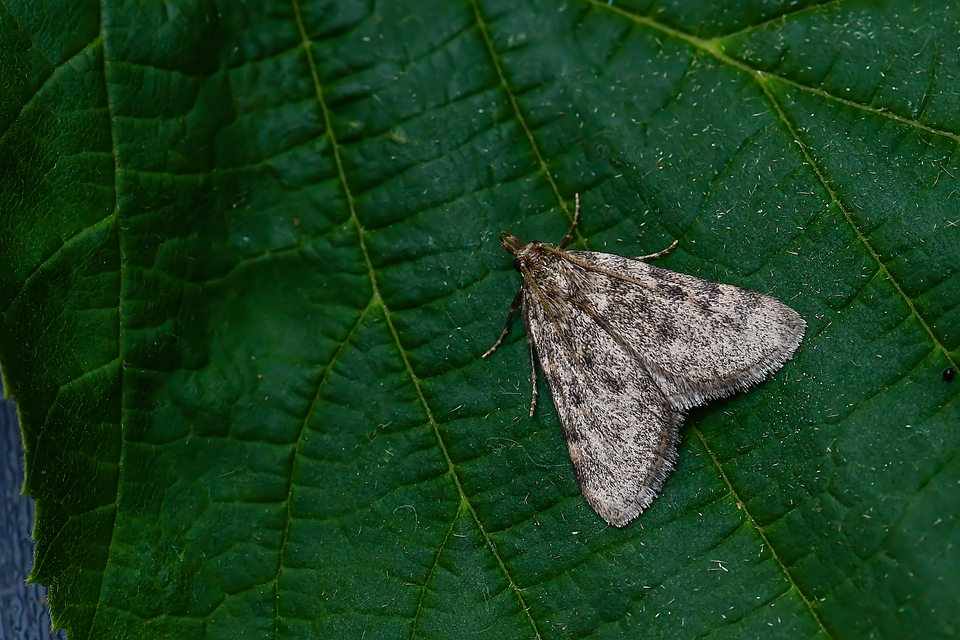 Aglossa pinguinalis - zsiradékmoly