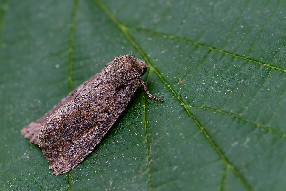 Apterogenum ypsillon - ipszilon-erdeibagoly