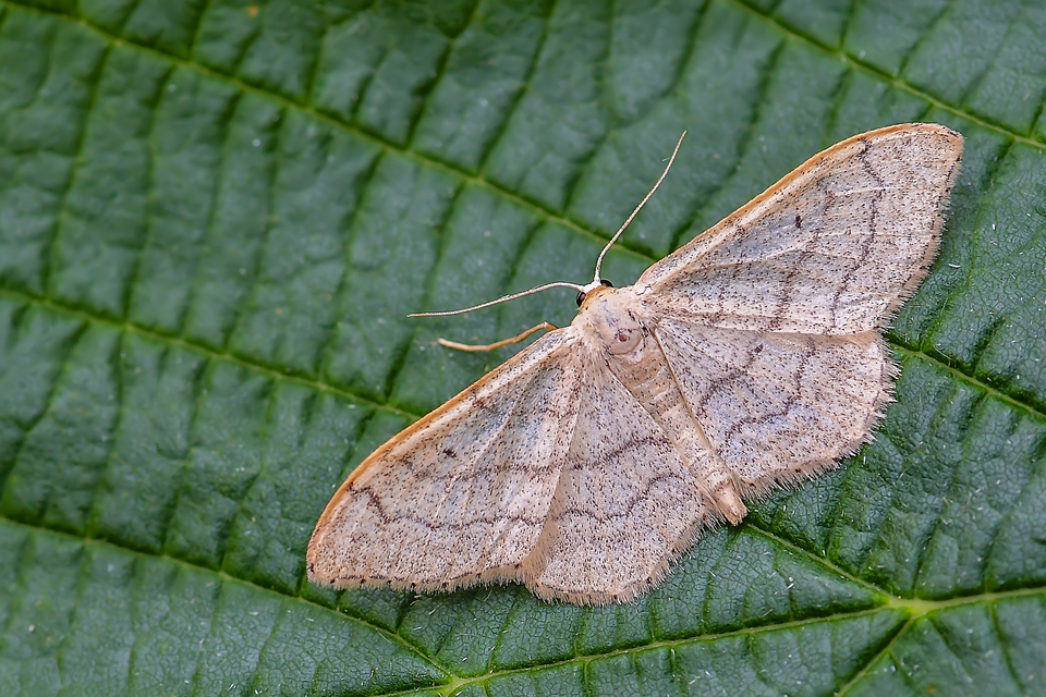Idaea aversata - nagy sávosaraszoló