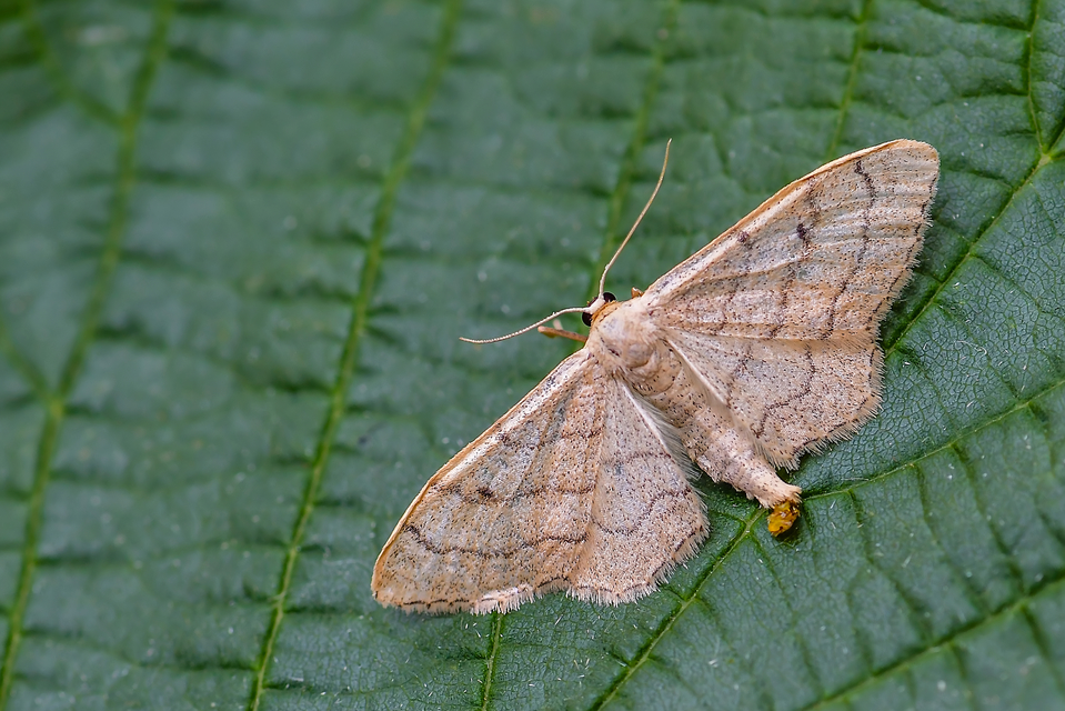 Idaea aversata - nagy sávosaraszoló