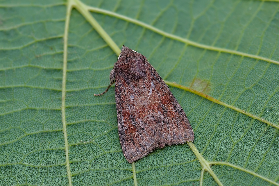 Parastichtis suspecta - sötét erdeibagoly