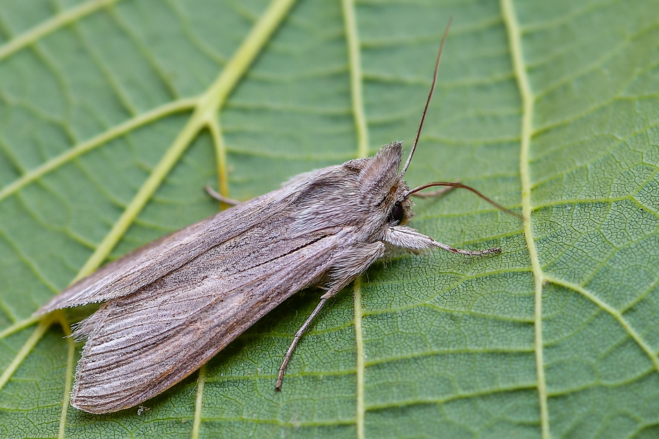 Cucullia umbratica - közönséges csuklyásbagoly