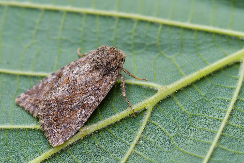 Apterogenum ypsillon - ipszilon-erdeibagoly