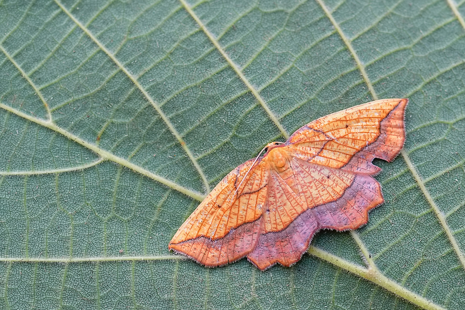 Epione repandaria - narancsszínű csücskösaraszoló