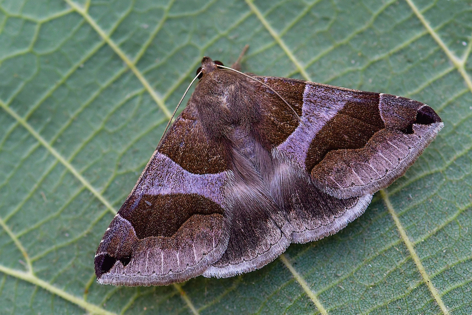 Dysgonia algira - déli porcelánbagoly