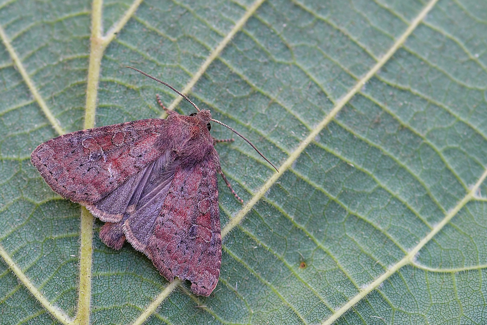 Parastichtis suspecta - sötét erdeibagoly