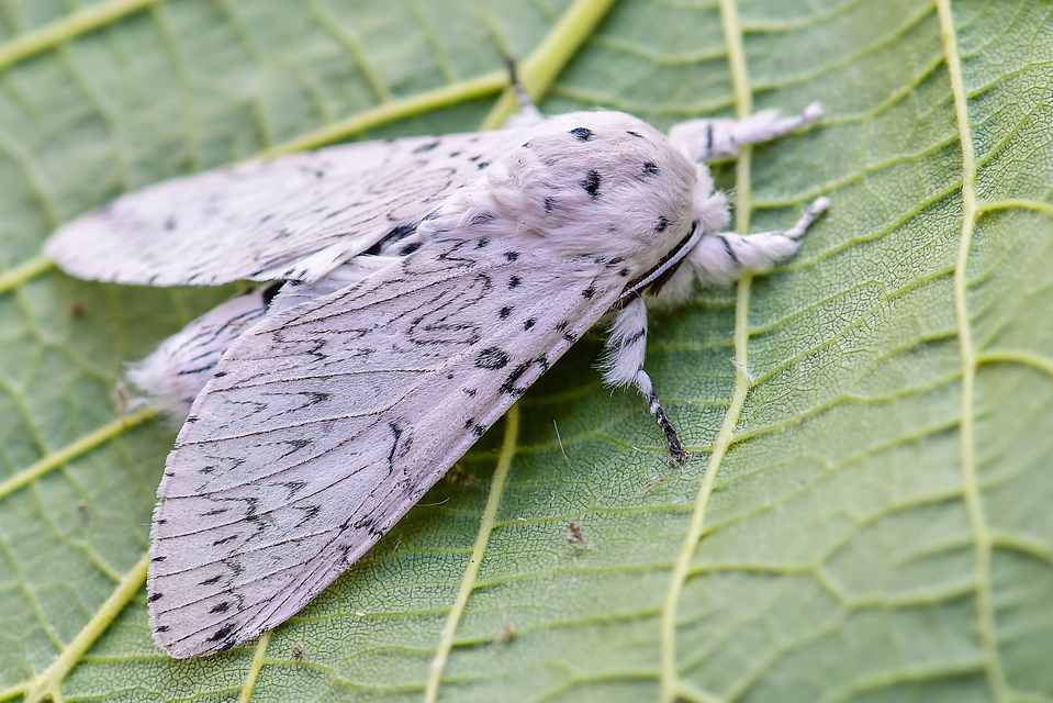 Cerura erminea - hermelin-púposszövő