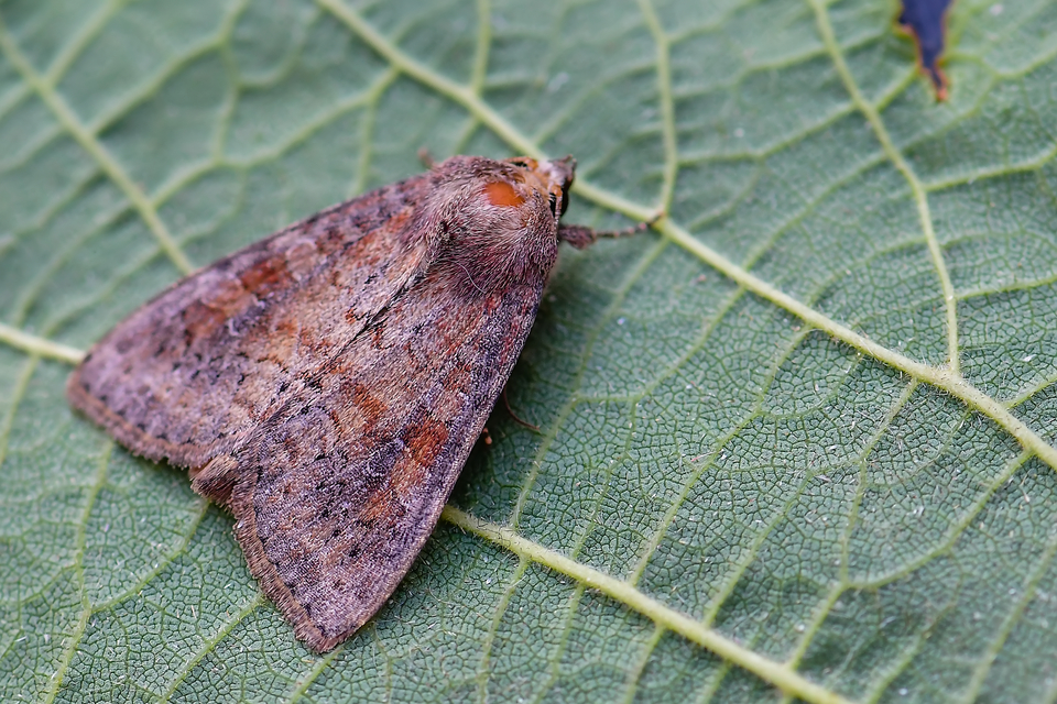 Parastichtis suspecta - sötét erdeibagoly