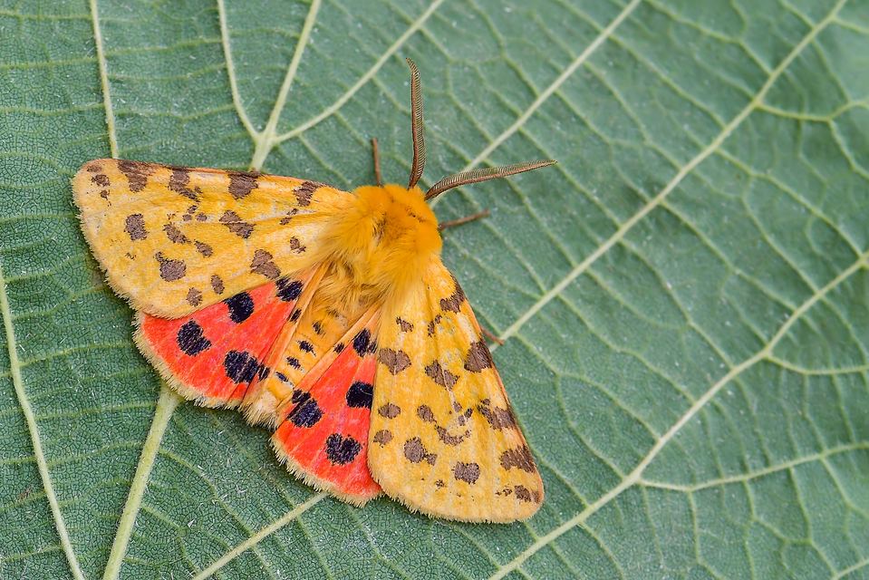 Rhyparia purpurata - bíborszínű medvelepke
