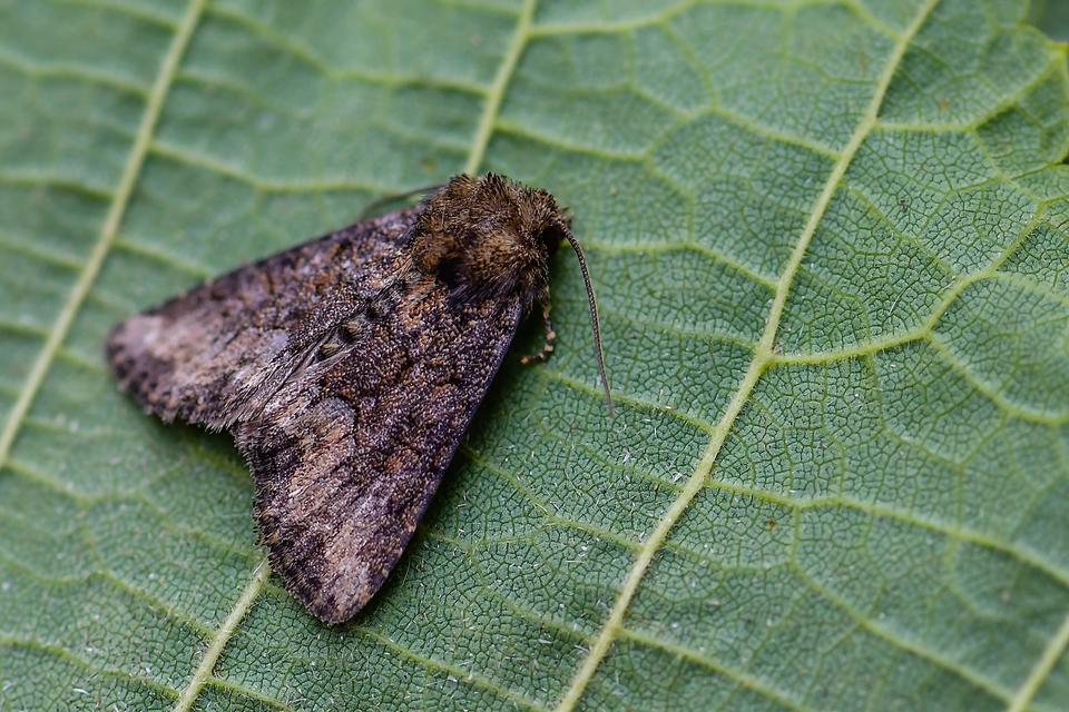 Oligia strigilis/latruncula/versicolor