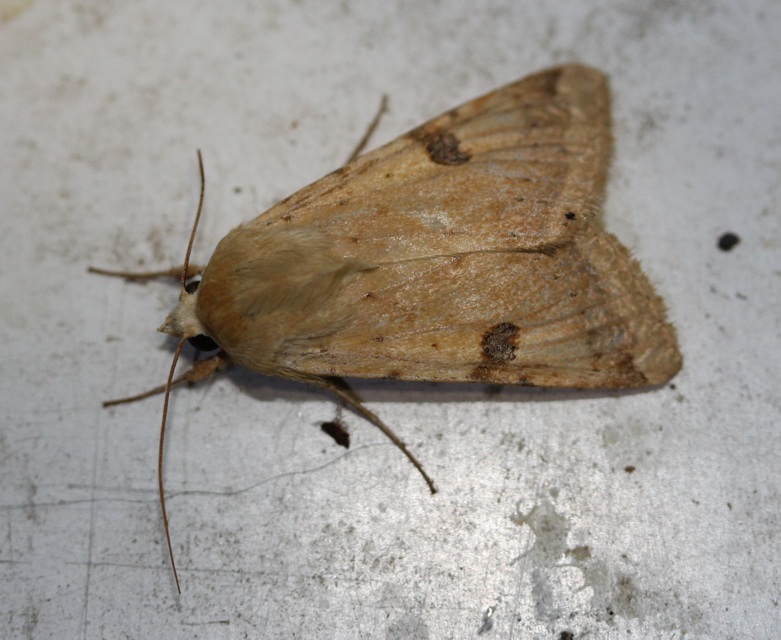 Heliothis peltigera - nagy veteménybagoly