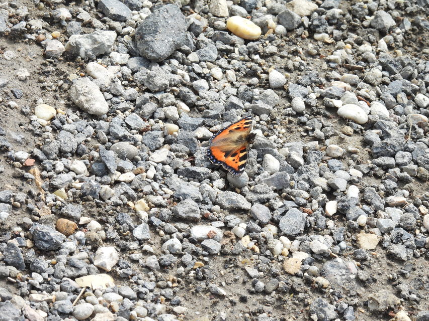 Nymphalis urticae - kis rókalepke