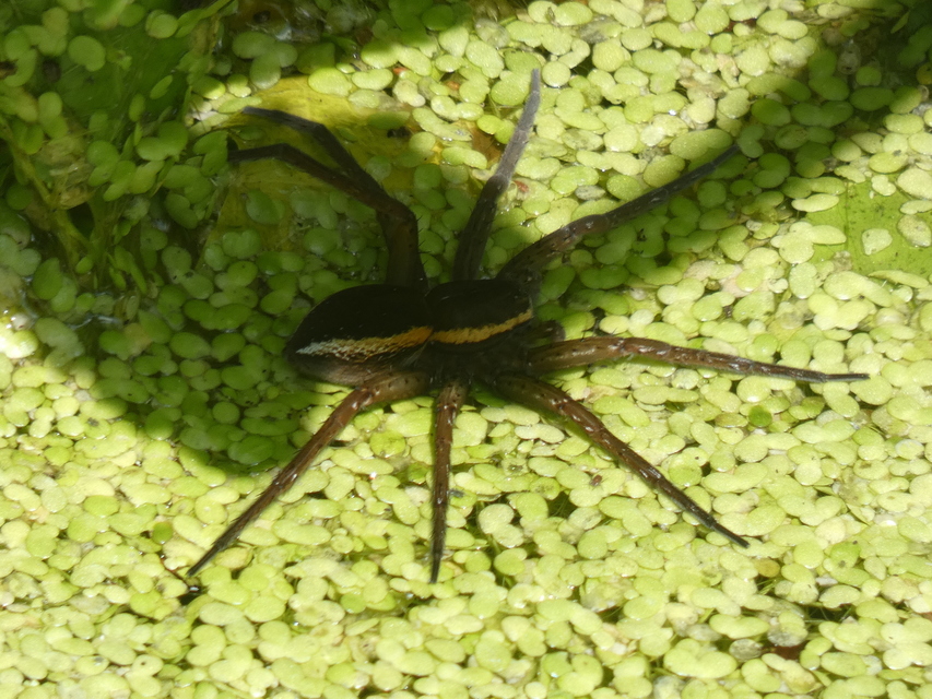 Dolomedes plantarius/fimbriatus