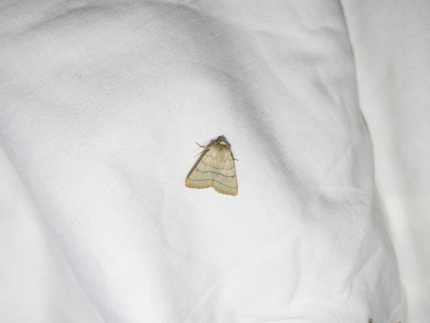 Charanyca trigrammica - háromsávos lombbagoly