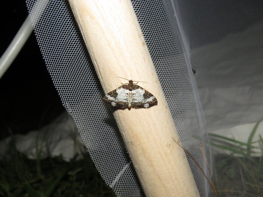 Melanthia procellata - hullámos tarkaaraszoló