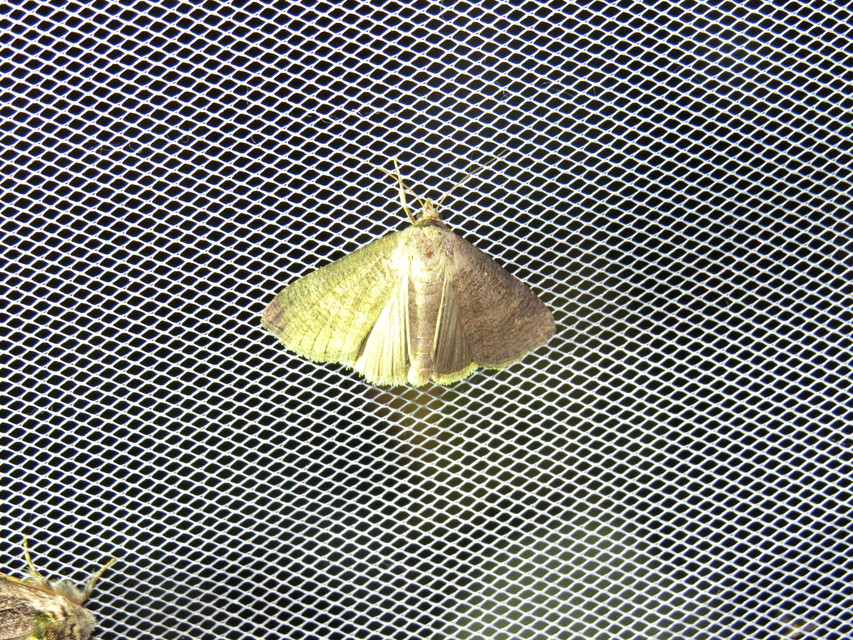 Lygephila procax - fekete csüdfűbagoly