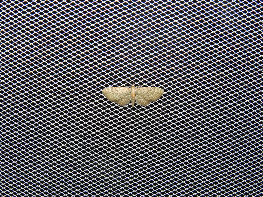 Eupithecia haworthiata - rozsdástestű törpearaszoló