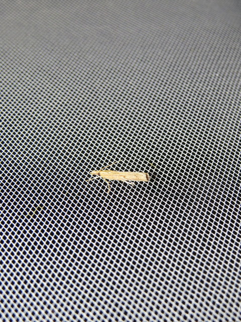 Pediasia contaminella - mocskos fűgyökérmoly