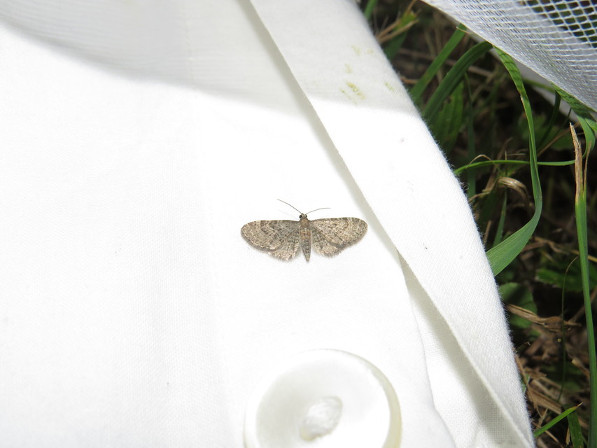 Eupithecia haworthiata - rozsdástestű törpearaszoló