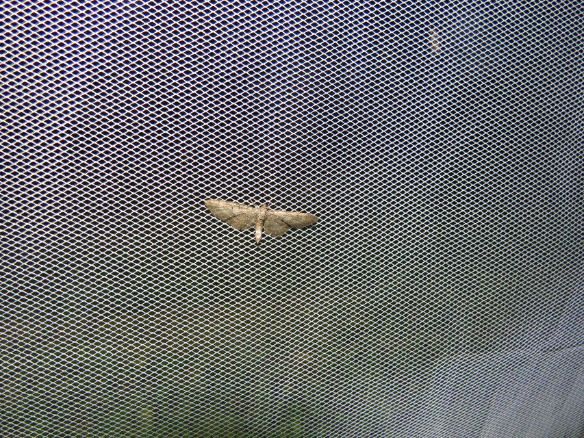 Eupithecia egenaria - hársvirág-törpearaszoló