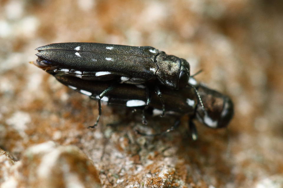 Agrilus ater - hatpettyes karcsúdíszbogár