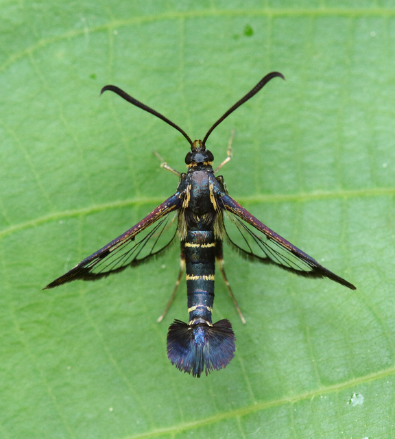 Sesiidae - szitkárfélék