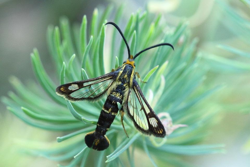 Sesiidae - szitkárfélék
