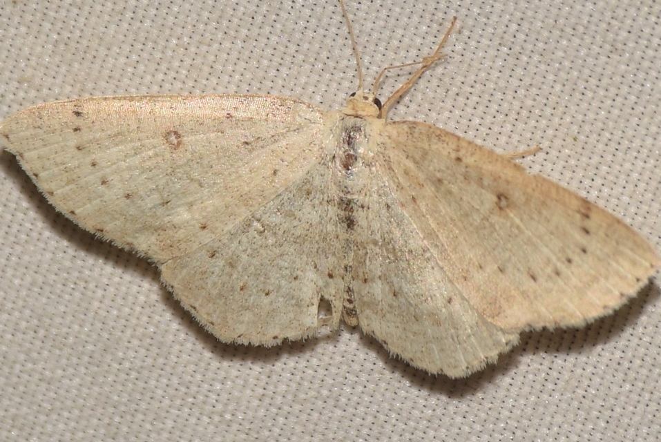 Cyclophora albipunctata - hegyi pettyesaraszoló