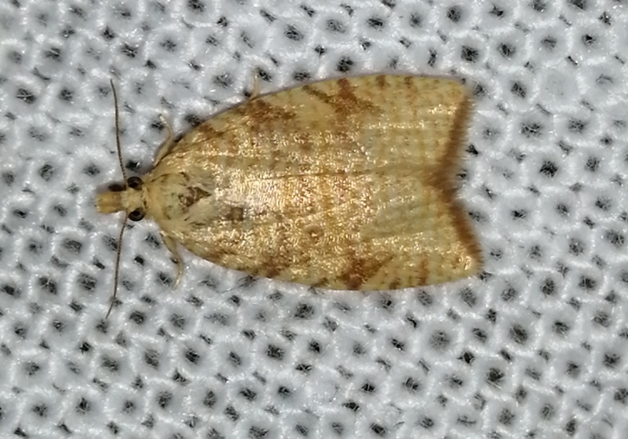 Aleimma loeflingiana - tölgylevél-sodrómoly Aleimma loeflingiana - tölgylevél-sodrómoly