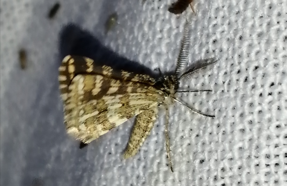 Narraga fasciolaria/tessularia