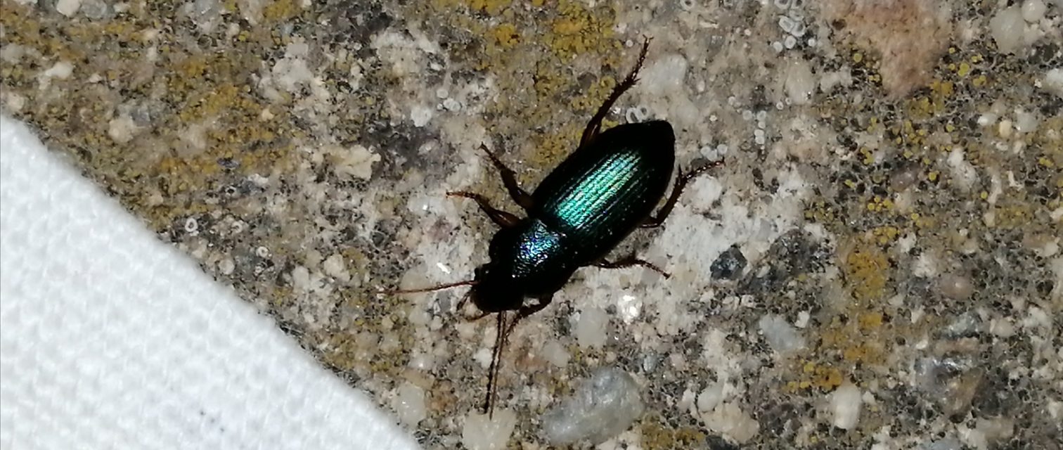Ophonus azureus - azúrkék bársonyfutó
