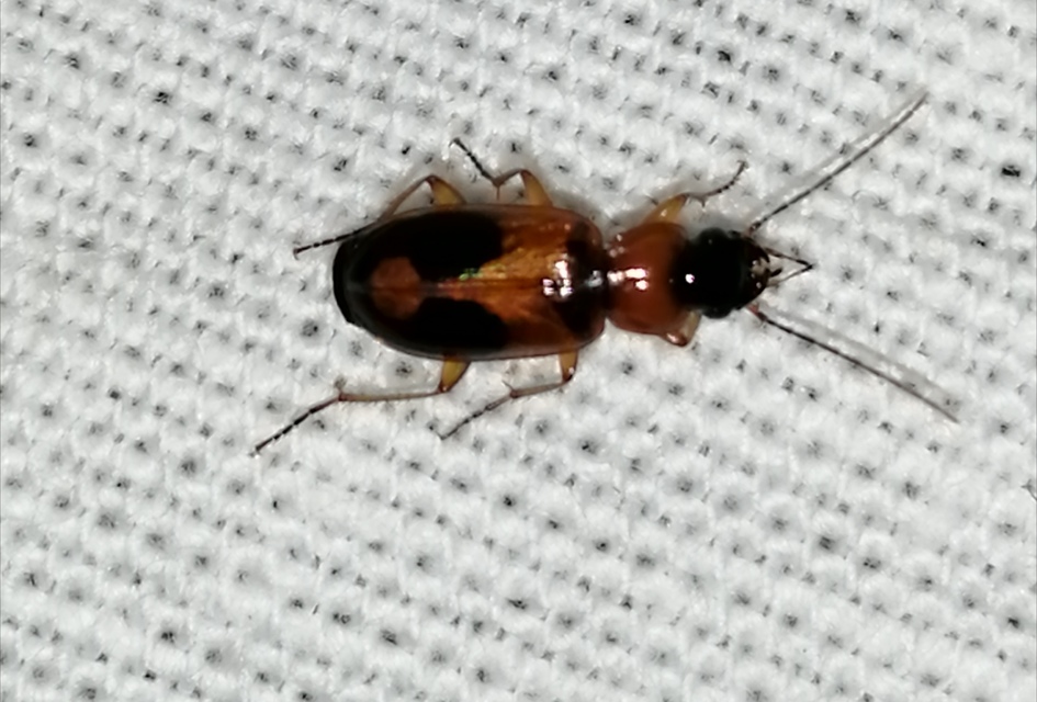 Badister meridionalis - közönséges posványfutonc